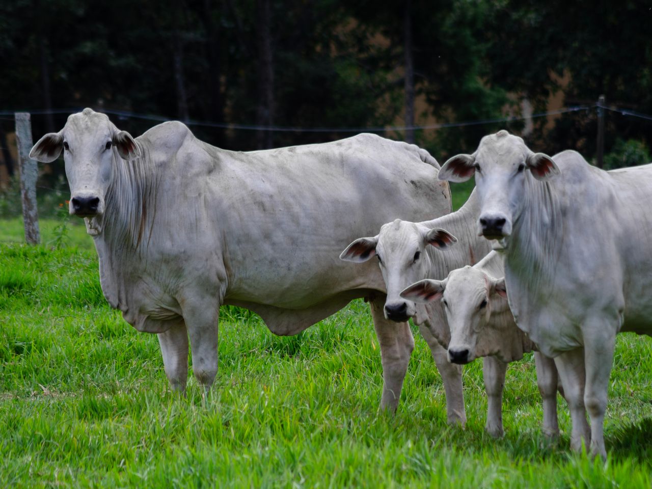 Four white Nellore cattle standing in lush green grass, showcasing Brazilian cattle farming.