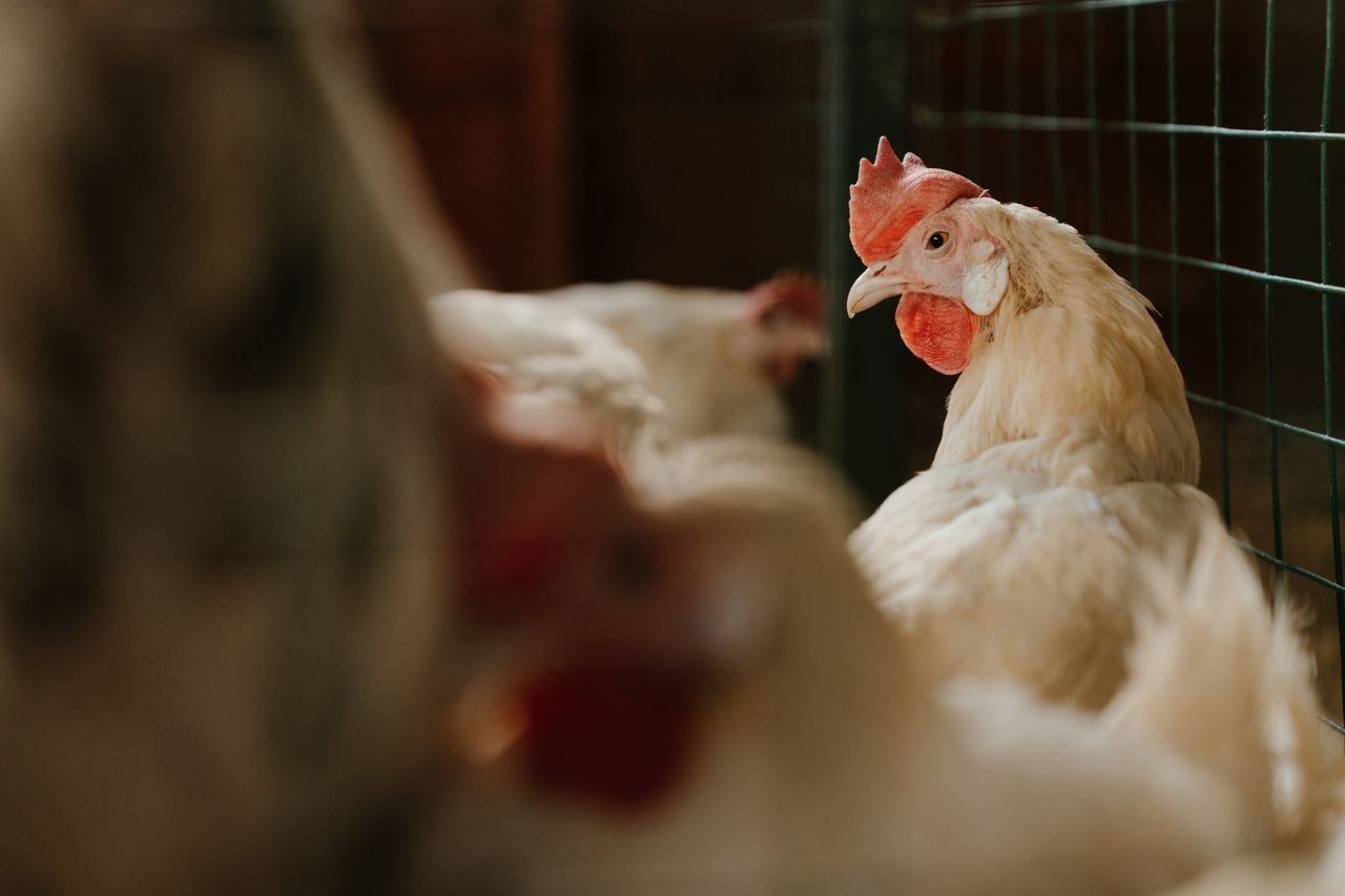 A focused view of white chickens inside a farm coop with natural lighting.