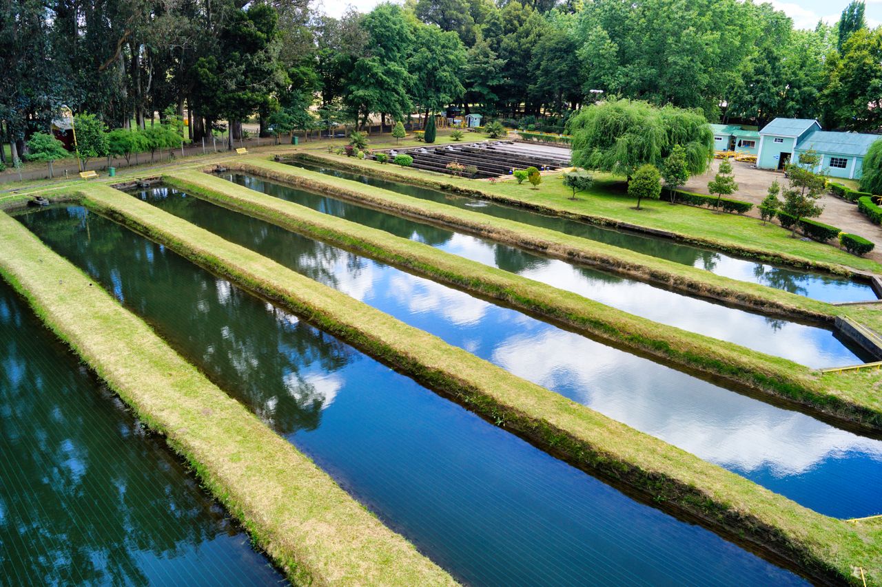 Aerial view of aquaculture ponds surrounded by lush greenery in Araucanía, Chile, showcasing sustainable farming.